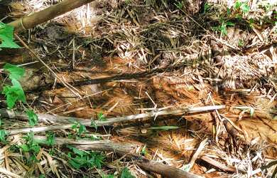 Imagem 8: Sítio à venda por R$ 690.000, 36 hectares, lindas pastegens e nascentes