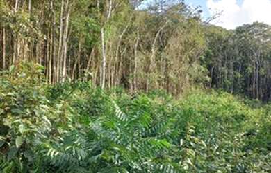 Imagem 3: 3 Terrenos de 500m² em Ibiúna-SP 9H080J