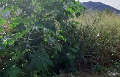 Imagem: O terreno possui 220m² de Área e está localizado em Campo