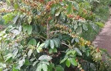 Imagem 8: Chácara em Pitangueiras-PR