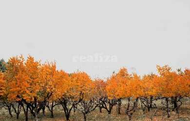 Imagem 15: TERRENO EM GRAMADO. 800m² de Área