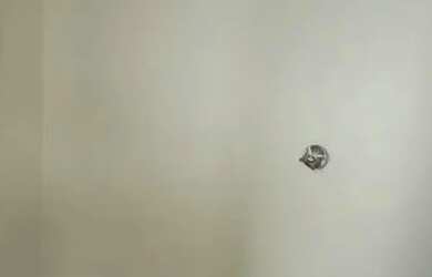 Imagem 16: excelente apartamento 3 dorm transformado em 2 com dependencia completa