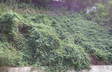 Imagem 1: Terreno no bairro São Conrado Vista Montanha Mar Verde