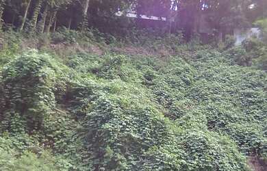 Imagem 8: Terreno no bairro São Conrado Vista Montanha Mar Verde