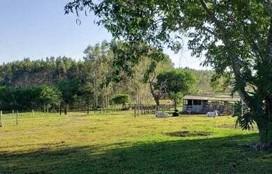 Imagem 6: FAZENDA EM CAMAPUA 15 MIL O HA