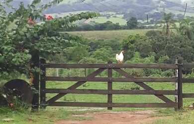Imagem: A chácara possui 10.000m² de Área e está localizado em