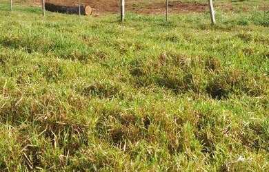 Imagem 15: Fazenda à venda, 3700000 m² por R$ 11.100.000,00 - Zona Rural - Acorizal/MT