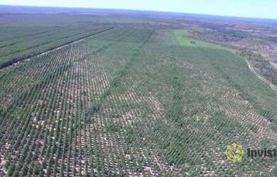 Imagem 5: Fazenda à venda, 1050 Ha - Zona Rural - Rio Sono/TO