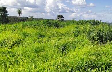 Imagem: A fazenda está localizado em Plano Diretor Sul, Palmas à venda