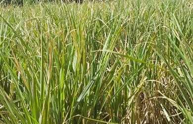 Imagem 5: Fazenda de cana. 