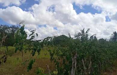 Imagem: O terreno está localizado em Parque Ipê, Feira de Santana