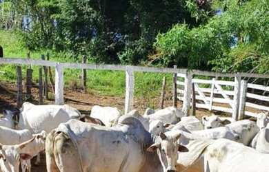 Imagem: A fazenda está localizado em Abadiânia, GO à venda por R$18.000.000