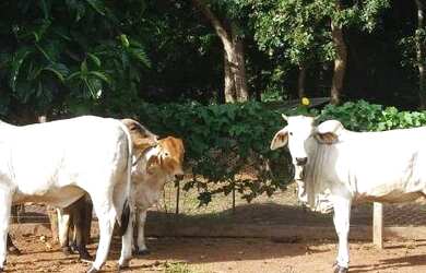 Imagem 6: Fazenda à venda, 3700000 m² por R$ 11.100.000,00 - Zona Rural - Acorizal/MT