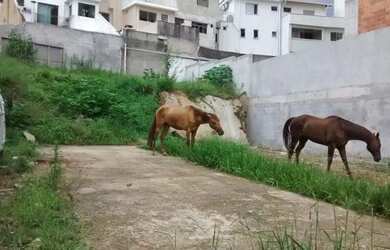 Imagem 5: Terreno à venda, 244 m² por R$ 650.000,00 - Campestre - Santo André/SP