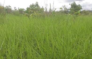 Imagem 11: Fazenda no município de Nobres à venda, 2780000 m² por R$ 5.560.000 - Vila Bom Jardim - No