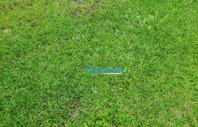 Imagem 7: Fazenda a venda - área real