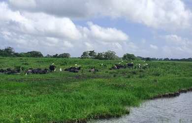 Imagem: A fazenda possui 300.000m² de Área e está localizado em