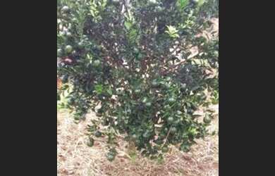 Imagem 3: Terreno à venda, 346 m² por R$ 315.000 - Jardim Paulista I - Jundiaí/SP