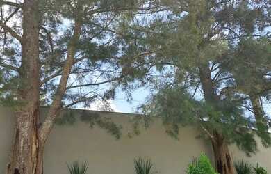 Imagem 15: Lotes em condomínio nobre em Miguel Pereira