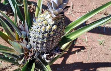 Imagem 3: Chácara espetacular para venda, escriturada e registrada