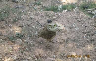 Imagem 5: AREA INDUSTRIAL ZI VIA ARTERIAL EM JUNDIAI NO BAIRRO POSTE AV. UVA 12500M2...