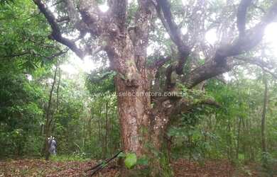 Imagem 6: Ótima Fazenda no Muni. de Itiquira a 150 km de Rondonópolis -MT