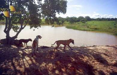 Imagem 10: Fazenda á 14km de Rosário à venda, 3200000 m² por R$ 5.500.000 - Zona...