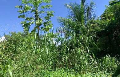 Imagem 11: Terreno incrível em Tatuamunha - Ótimo investimento