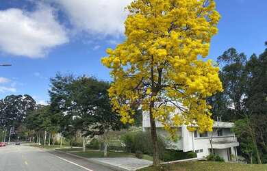 Imagem 1: Sobrado com 5 dormitórios, 900 m² - venda por R$ 12.000.000,00 ou aluguel...