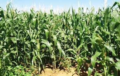 Imagem 4: Vendo ótima fazenda entre Nova Mutum e Campo Novo do Parecis