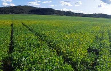 Imagem: A fazenda e está localizado em Água Fria de Goiás, GO à