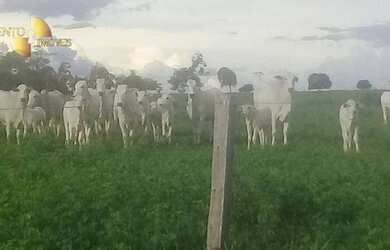 Imagem 10: Fazenda na região Santiago do Norte à venda, m² por R$ 29.999.000 -...