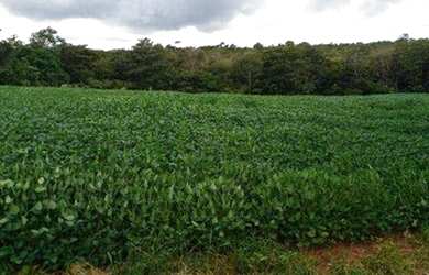 Imagem 10: Fazenda na região de Campo Verde à venda, 330000 m² por R$ 5.172.750...