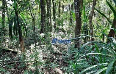 Imagem 15: Área Urbana 6.030m2 Almirante Tamandaré