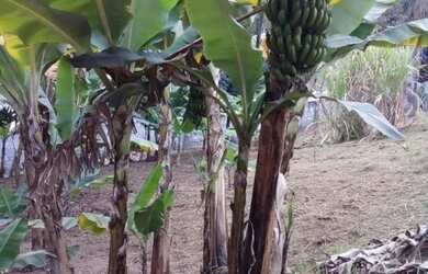 Imagem 11: AREA - JARDIM PROFESSOR BENOÁ - SP