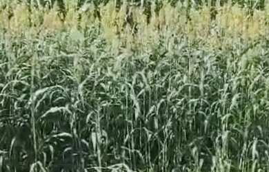 Imagem: A fazenda possui 30.000m² de Área e está localizado em Flores