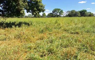 Imagem 5: Fazenda de 114,7 hectares toda plana, toda cercada no arame liso com Rio...