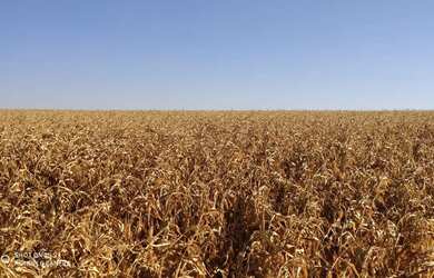 Imagem 3: R$150 Milhões Fazenda de 405 alqueires em Campo Alegre-GO