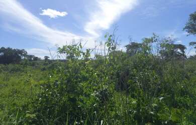 Imagem 3: EXCELENTE FAZENDA NO MUNI. NOSSA SENHORA DO LIVRAMENTO