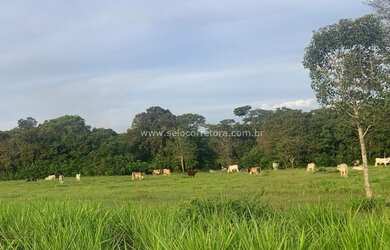 Imagem 11: Excelente Fazenda no Muni. de São Félix Do Araguaia e parte no Muni. de Luciara - MT