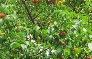 Imagem 10: Casa para Venda em Condomínio Bouganville Lagoa Santa MG