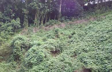 Imagem 7: Terreno no bairro São Conrado Vista Montanha Mar Verde