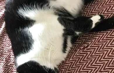 Imagem: O quarto está localizado em Papicu, Fortaleza para alugar por