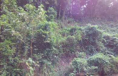 Imagem 4: Terreno no bairro São Conrado Vista Montanha Mar Verde