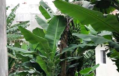 Imagem 1: Terreno à venda, 125 m² por R$ 80.000,00 - Jardim Pérola I - São Paulo/SP