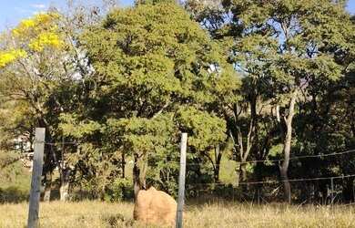 Imagem: Terreno / linda chácara em São Joaquim de Bicas de 1572,13