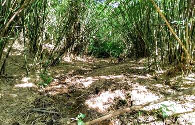 Imagem 7: Sítio à venda por R$ 690.000, 36 hectares, lindas pastegens e nascentes