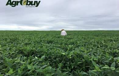 Imagem 2: Fazenda Com 1360 Alq Localizada no Município de Cocalinho-Mt