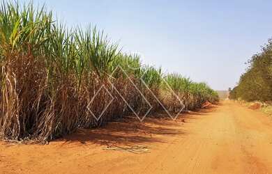 Imagem: Sítio à venda em Jaguapitã, com plantio de Cana-de-açucar