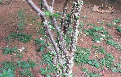 Imagem 9: Casa para Venda em Condomínio Bouganville Lagoa Santa MG